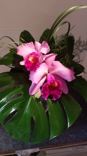 Tropical Cattelyas! 20140712_123245.jpg