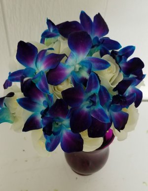 Orchid bliss orchid_bliss.jpg