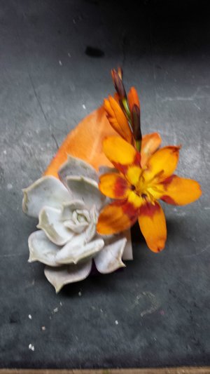 Fall Succulents 7-14-2015_download_1807.jpg